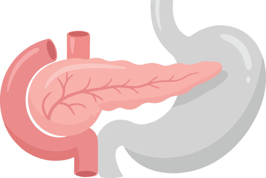 Illustration of Human Pancreas Connected to Stomach and Duodenum.