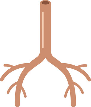 Illustration of Human Bronchial Tree Structure.