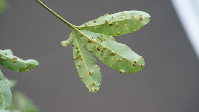 Mango Leaf with Gall Disease Spots Isolated on Neutral Background