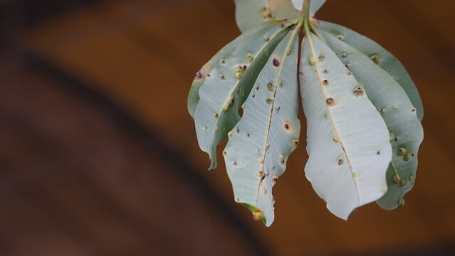 Close-Up of Mango Leaves with Gall Spots and Disease Symptoms