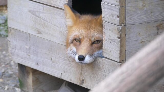 Fox sits in the kennel and looks around. 
Fox poked its snout out of the kennel.