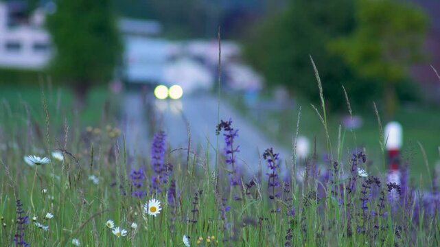purple flowers in the meadow