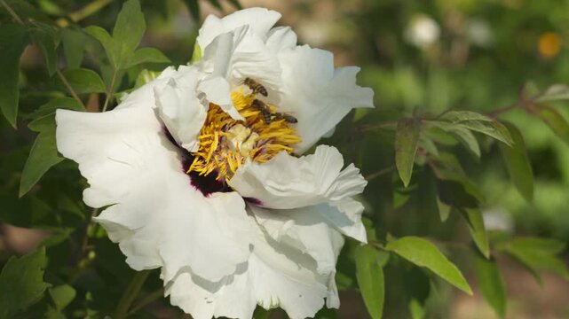 Close-up shot of a white peony flower gently swaying in a spring garden breeze, with busy bees pollinating. Illuminated by natural light, the delicate bloom stands out against a blurred background.