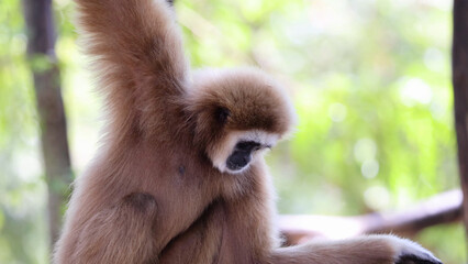 Fototapeta premium Light Brown Gibbon Looking Down in a Lush Green Forest Setting