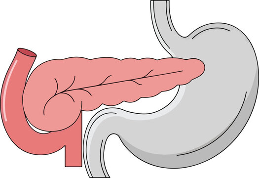 Illustration of Human Pancreas and Stomach Anatomy.