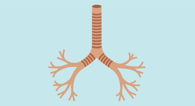 Illustration of human respiratory system bronchi and trachea.