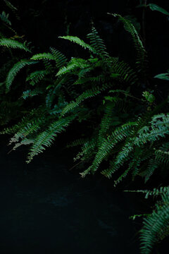 Green Ferns on a Dark Background