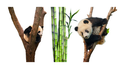 Adorable baby pandas climbing in tree branches and fresh green bamboo shoots isolated on a white background symbolizing their natural habitat and diet giant panda mammal cub endangered species © Adiba