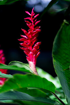 Red ginger flower in focus