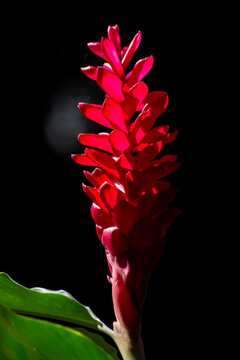 Red ginger flower in focus