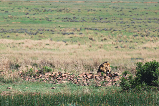View of a male lion resting behind a rocky outcrop in the grassy savanna of Welgevonden Game Reserve Waterberg District Municipality, Limpopo, South Africa.