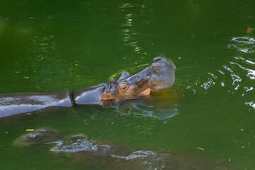 Fototapeta premium Hippopotamus swimming in greenish waters