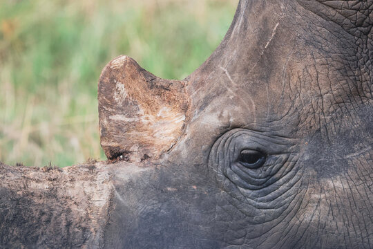 View of a rhinoceros showing detailed skin texture and eye in Welgevonden Game Reserve Waterberg District Municipality, Limpopo, South Africa.