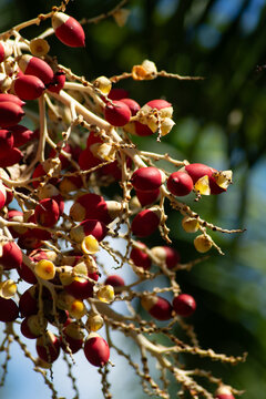 Macro detail of small red fruits