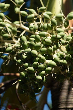 Cluster of green palm fruits