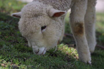 Obraz premium sheep and lamb