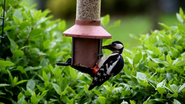 A Great spotted Woodpecker at a garden feeder. RSPB and ornithology video. 