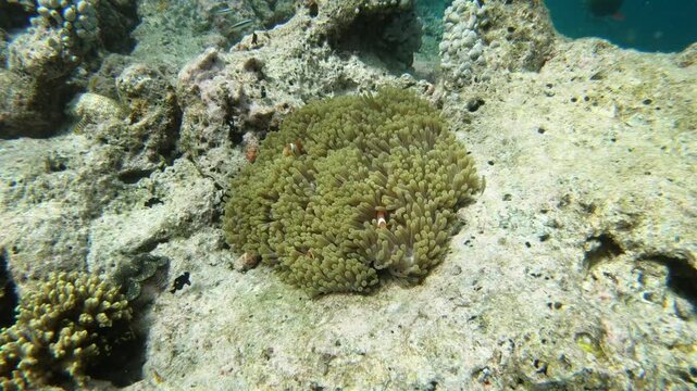 Tomato clownfish and Maldive anemonefish, an anemonefishes found in the northern Indian Ocean, Maldives, they sway due to a strong wave motion.
