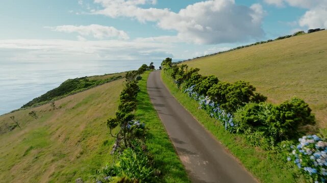 Cinematic Low-Altitude Aerial Drone Shot of a Scenic Coastal Road Lined with Blooming Blue Hydrangeas, Cutting Through Rolling Green Hills Overlooking the Vast Atlantic Ocean, Flores Island