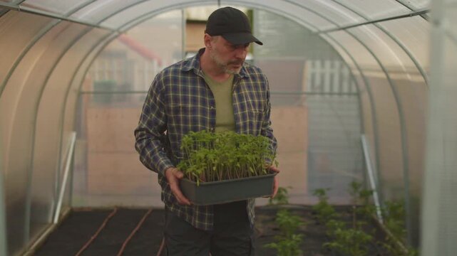Farmer walking and holding tray with tomato seedlings in greenhouse