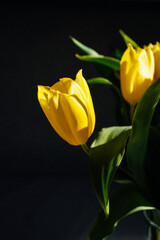 tulipan © Kate