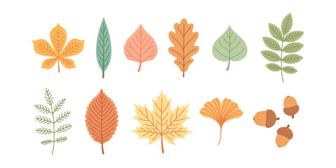 Collection of various colorful autumn leaves, branches and acorns. Graphic elements for cozy thanksgiving design, warm seasonal greetings and nature illustrations © Sunflower