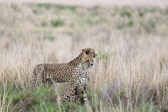 View of two cheetahs alert in the tall dry grass of the savannah at Welgevonden Game Reserve Waterberg District Municipality, Limpopo, South Africa.