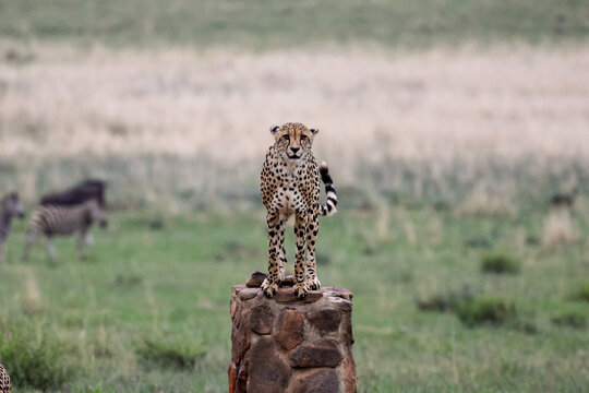 View of a cheetah standing on a stone pillar in the savanna with zebras grazing in the background at Welgevonden Game Reserve, Waterberg District Municipality, Limpopo, South Africa.