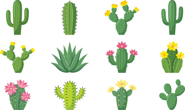 Collection of cactus and succulent plants with colorful flowers isolated botanical cartoon vector illustration set