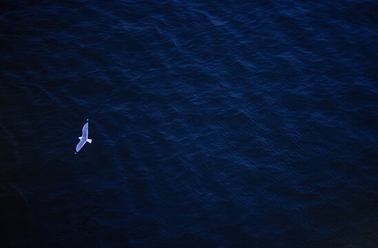 View of a white seagull flying over the deep blue rippling water of the Baltic Sea near the Port of Helsinki, Uusimaa, Finland.