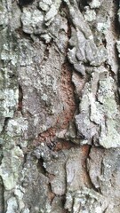Fototapeta premium Close-up Texture of Rough Tree Bark with Natural Patterns.