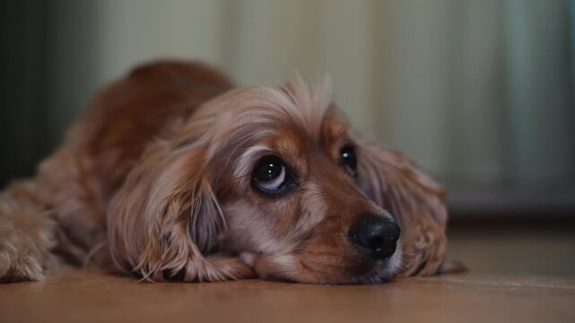 A small brown dog lies on the floor, appearing thoughtful as it gazes around the room. The indoor setting features natural light illuminating the dog's fur and expressions