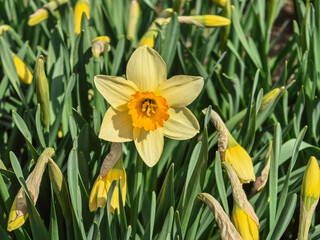 Obraz premium Single Yellow Narcissus Pseudonarcissus Flower in Spring Garden