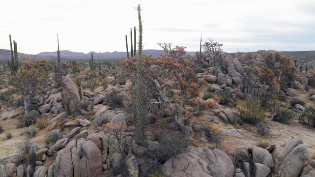 Watch as the sun rises over Catavina in Baja California showcasing cacti, cirios, and unique desert plants in the oasis landscape.