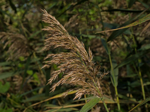 common reed plume in the marsh - phragmites aystralis 