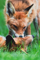 Fototapeta premium Rotfüchse im Frühling
