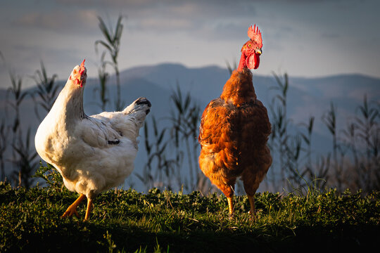 Galline