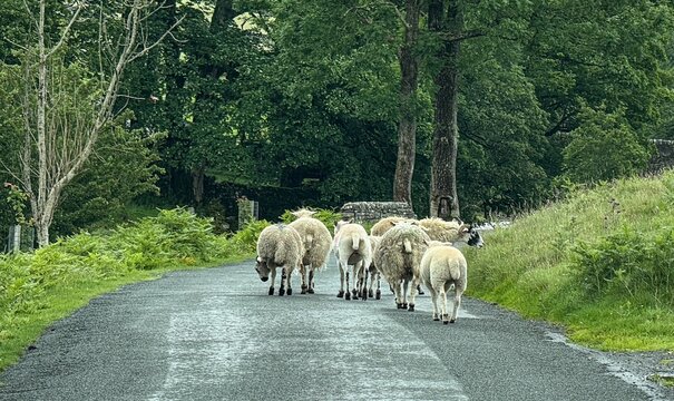 View of a flock of sheep walking along a narrow country road surrounded by lush green trees, ferns, and traditional stone walls Hawes, England, United Kingdom.
