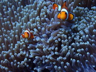 clown fish on coral reef © KirstyJo