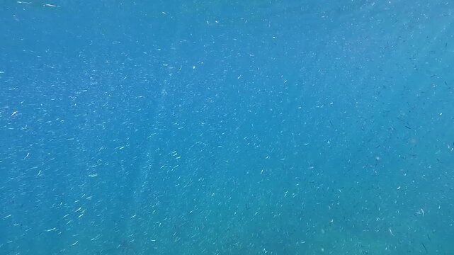 Countless small fish swim together creating a vast school in the clear blue depths of the open ocean. This vibrant marine life thrives underwater