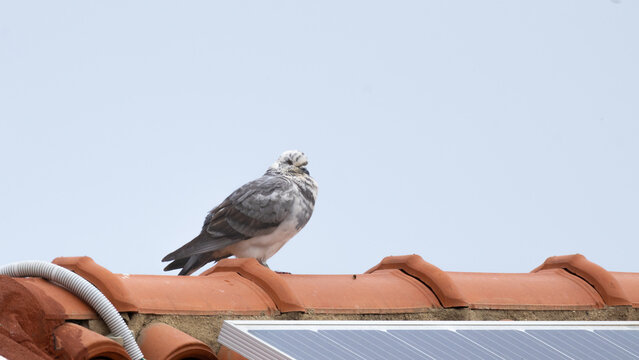 Feral pigeon perched on a tiled roof near solar panels in Cyprus (Columba livia)