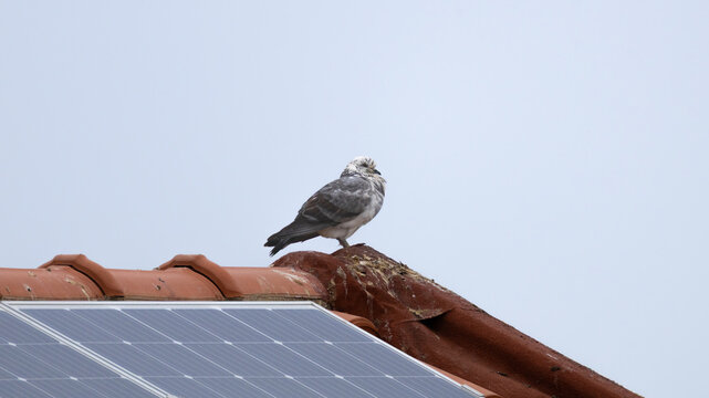 Feral pigeon perched on a tiled roof near solar panels in Cyprus (Columba livia)