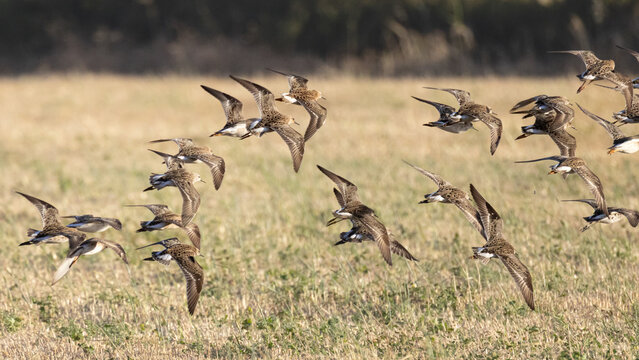 Flock of ruff birds flying low over a dry agricultural field in Cyprus (Calidris pugnax)