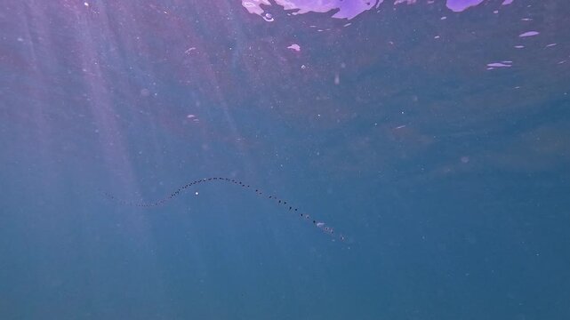 A long chain of marine plankton swims just below the sunlit ocean surface, while colorful fish gather around a diverse coral reef