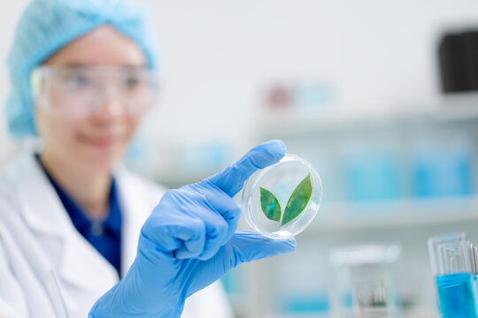 hand of scientist examining plant in petri dish conducting research in laboratory, asian woman microbiologist looking at healthy green leaf sample biotechnology innovation food science laboratory
