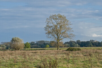 Fototapeta premium autumn marsh landscape with reed and trees under a blue sky with soft white clouds in Bourgoyen nature reserve, Ghent, Flanders, Belgium 