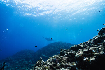 Obraz premium Wide angle underwater view of a manta ray over coral reef
