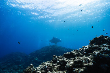 Fototapeta premium Giant manta ray swimming above a tropical coral reef