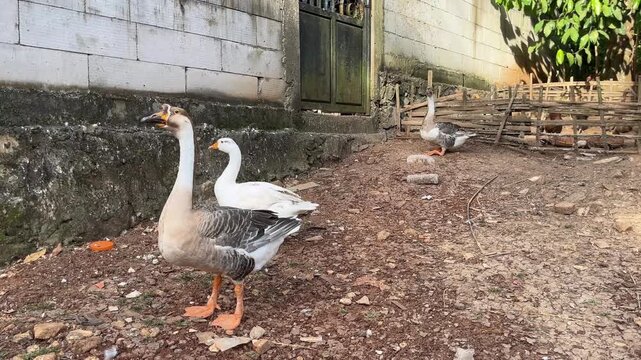 goose and geese