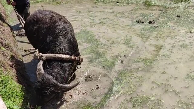 A water buffalo is plowing the field